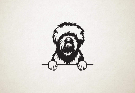 Affenpinschers - hond met pootjes